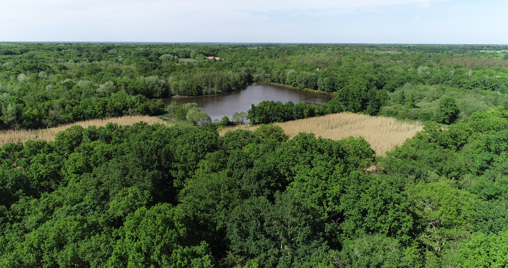 Forêt de Sologne